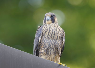Peregrine Falcon HY16 fledgling