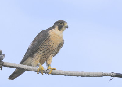 Peregrine Falcon, female, leg band (32/BC)