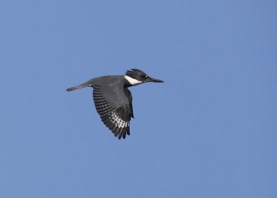 Belted Kingfisher