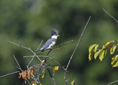 Belted Kingfisher