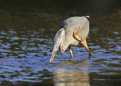 Great Blue Heron