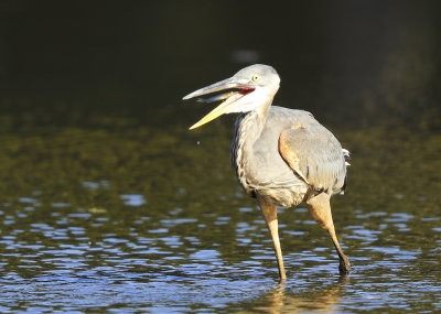 Great Blue Heron