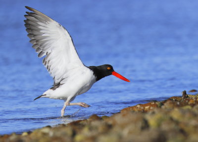 American Oystercatcher