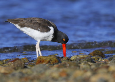 American Oystercatcher