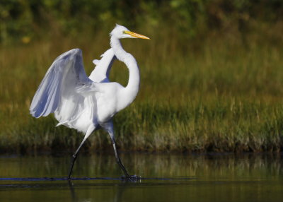 Great Egret