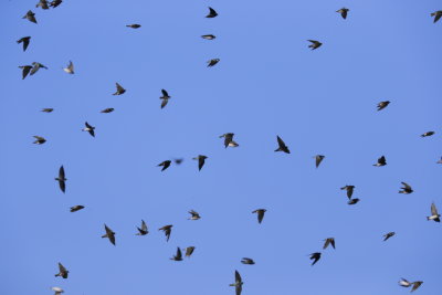 Tree Swallows in flight