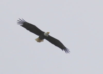 Bald Eagle, adult