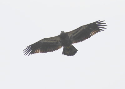 Bald Eagle, juvenile