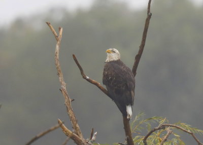 Bald Eagle, 4th year 