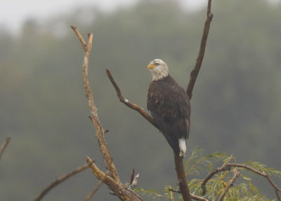 Bald Eagle, 4th year 
