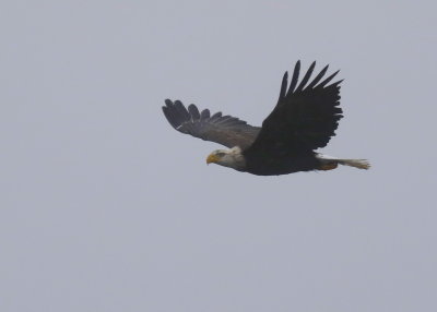 Bald Eagle, 4th year 