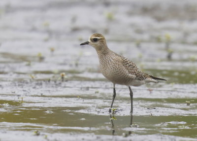 American Golden Plover