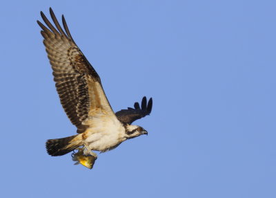 Osprey, juvenile