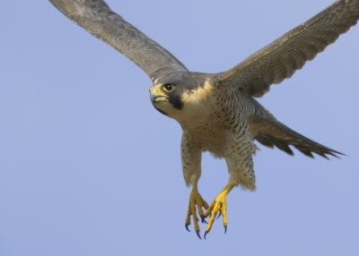 Peregrine Falcon, male (unabanded)