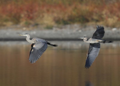 Great Blue Herons in flight