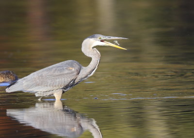 Great Blue Heron: down the hatch!