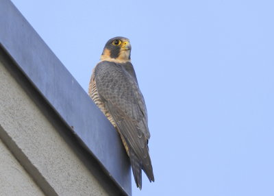 Peregrine Falcon, female (unbanded)