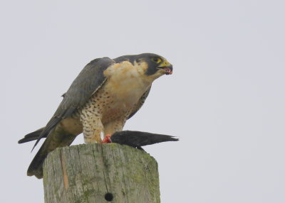 Peregrine Falcon: unbanded adult