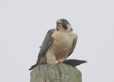 Peregrine Falcon: unbanded adult