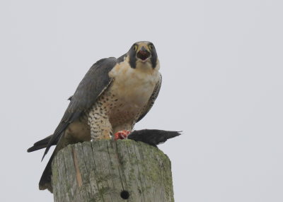 Peregrine Falcon: unbanded adult