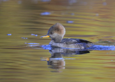 Hooded Merganser, female