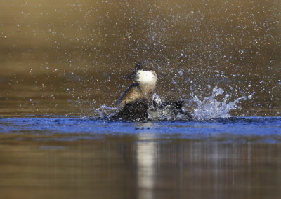 Ruddy Duck