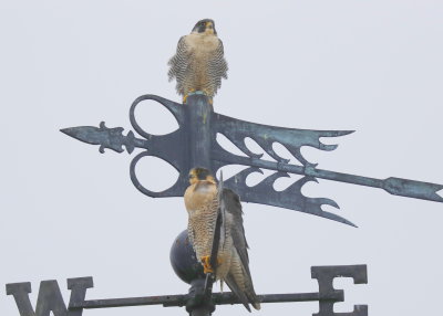 Peregrine Falcon pair