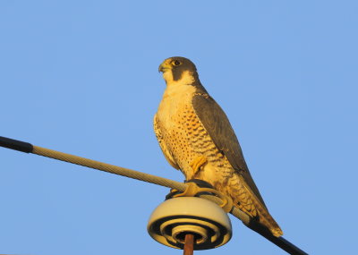 Peregrine Falcon, unbanded female