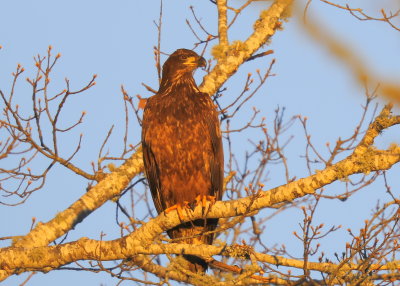 Bald Eagle, first year juvenile