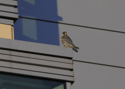 Peregrine Falcon with left leg band