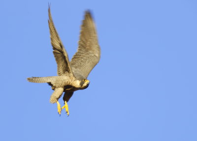 Peregrine Falcon, unbanded female