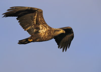 Bald Eagle, Basic II plumage