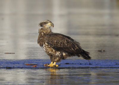Bald Eagle, Basic II plumage
