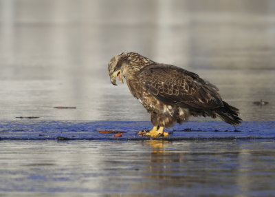 Bald Eagle, Basic II plumage