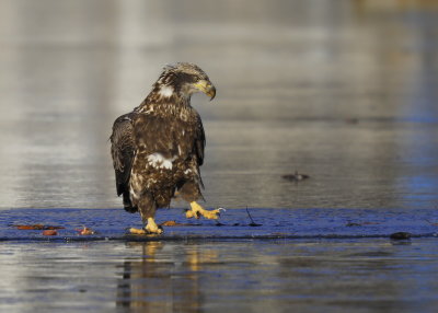 Bald Eagle, Basic II plumage