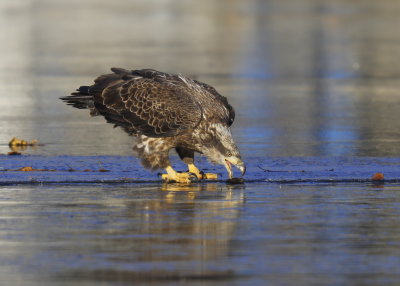 Bald Eagle, Basic II plumage