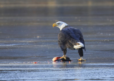 Bald Eagle, adult
