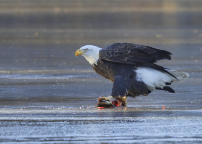 Bald Eagle, adult