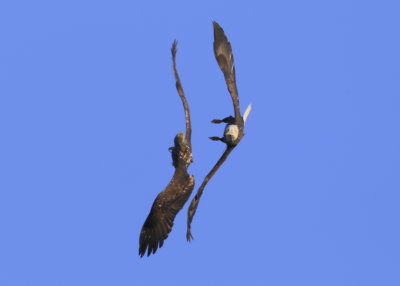 Bald Eagles aerial display