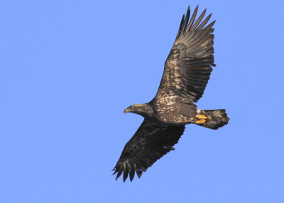 Bald Eagle, subadult