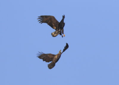 Bald Eagles aerial display