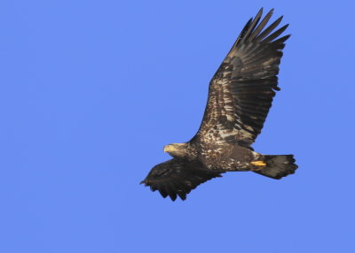 Bald Eagle, subadult