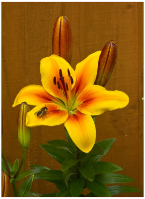 Lily.