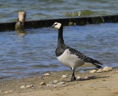 Brandgans - Barnacle Goose
