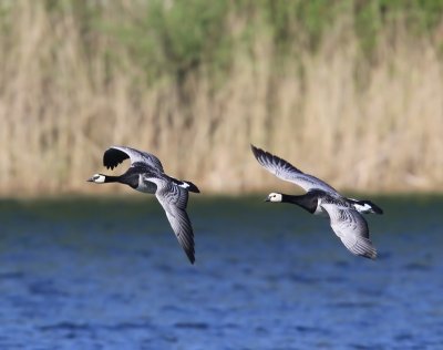 Brandganzen - Barnacle Geese