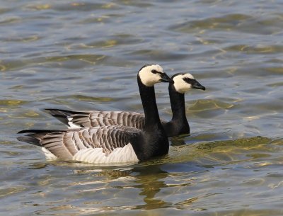 Brandganzen - Barnacle Geese
