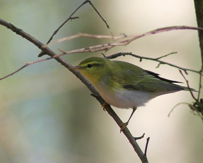 Fluiter - Wood Warbler