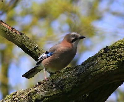 Gaai - Eurasian Jay