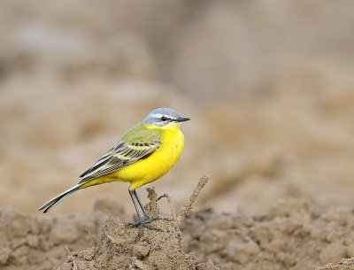Gele Kwikstaart - Blue-headed Wagtail