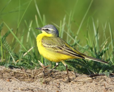 Gele Kwikstaart - Blue-headed Wagtail